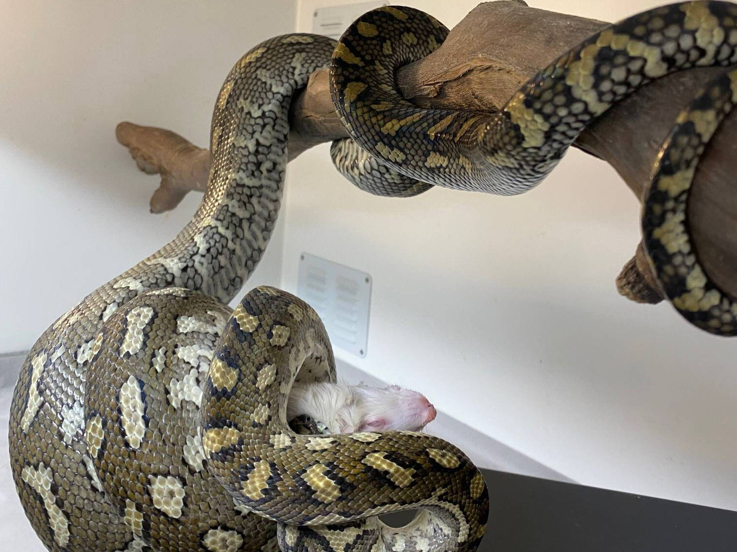 Python Over Eating feeding pythons, over weight snakes, underfed snakes, how much do i ...